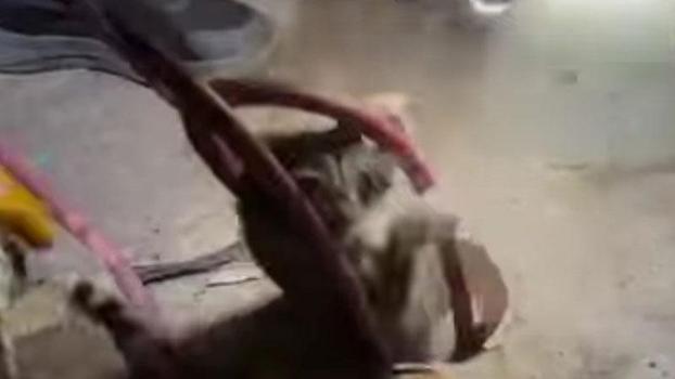 Kuyuya düşen yavru kedi, 2 saatlik çalışmayla kurtarıldı