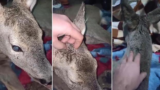 Yaralı bulduğu karacayı evine götürdü