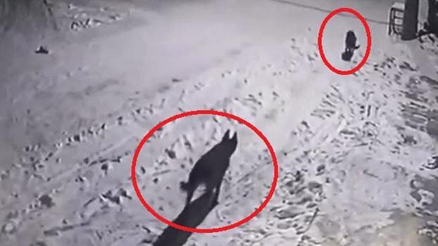 Mahalleye inen kurtları, elinde çaydanlıkla koşarak uzaklaştırdı