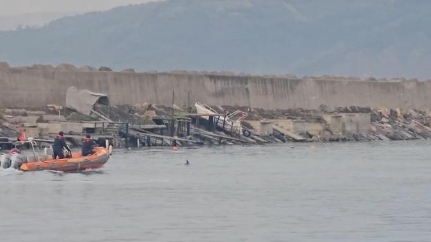 Limanda mahsur kalan yunus kurtarıldı