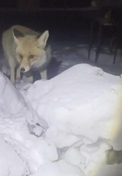 Adıyaman'da kapısına gelen tilkiyi besledi