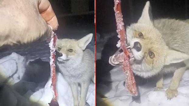 Adıyaman'da kapısına gelen tilkiyi besledi