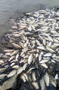 Tekirdağ’da gölette balık ölümlerine inceleme