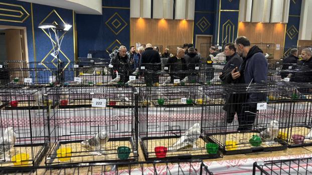 Ankara'da güvercin festivali