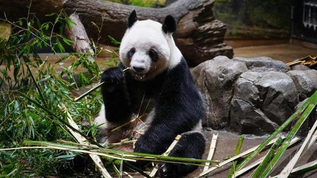 Japonya, iki dev pandayı Çin'e geri yolluyor