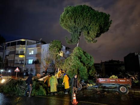 Fırtınada devrilen ağaç, elektrik tellerini kopardı