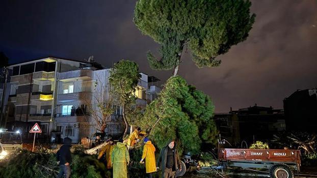 Fırtınada devrilen ağaç, elektrik tellerini kopardı