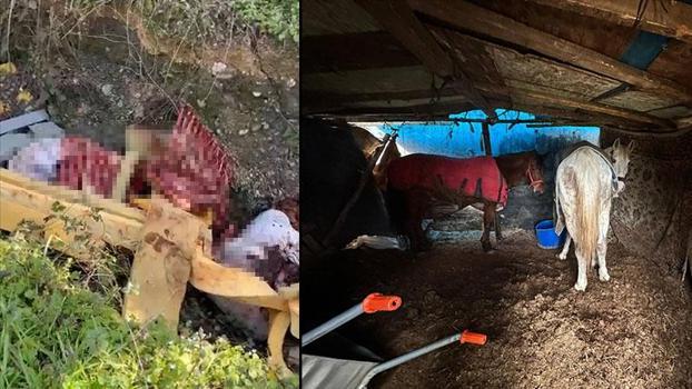 At kestikleri öne sürülen 2 şüpheli, operasyonla yakalandı