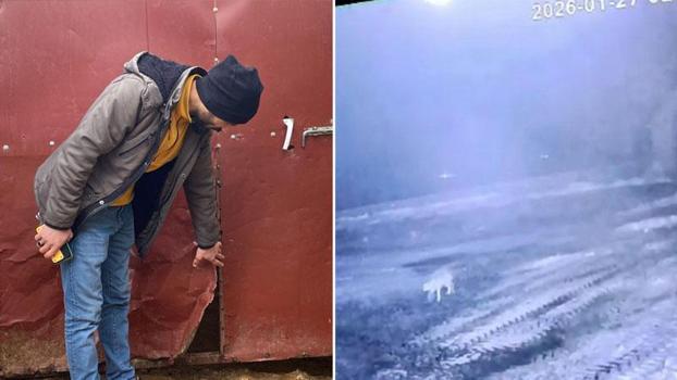 Sisli havada köye inen kurt, ağıldaki 200 koyunu öldürdü