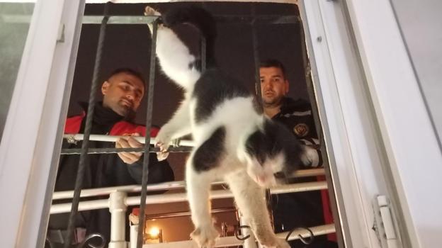 Şırnak’ta damdan düşüp korkuluklara sıkışan kediyi itfaiye ekipleri kurtardı