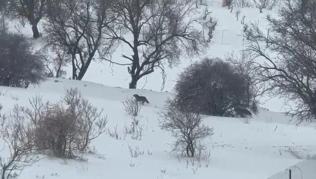 Gercüş’te aç kalan kurtlar, yerleşim alanına indi