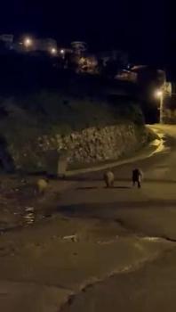 Zonguldak’ta aç kalan domuzlar şehre indi