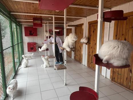 Ankara kedisini yaşatan merkezden 700'e yakın sahiplendirme