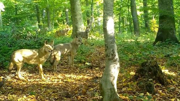 Ormanda gezen kurt sürüsü fotokapanla görüntülendi