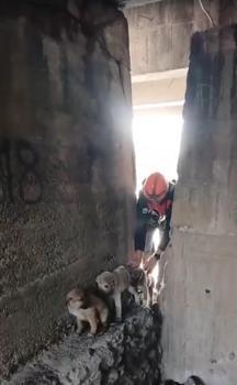 Çayda mahsur kalan yavru köpekleri itfaiye kurtardı