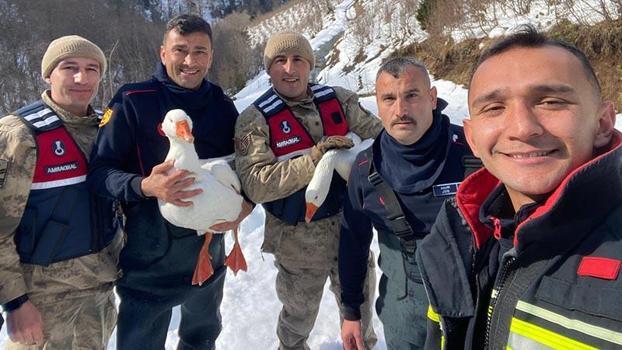 Kaybolan kazları ekipler buldu