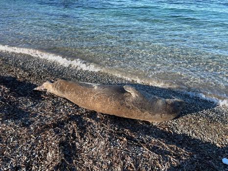 Bodrum'da kıyıda uyuyan fok ilgi odağı oldu