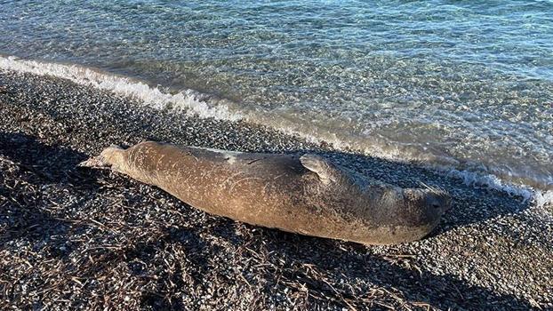 Bodrum'da kıyıda uyuyan fok ilgi odağı oldu