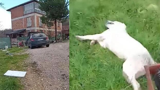 Bahçesine giren sokak köpeğini tüfekle vurup öldürdü