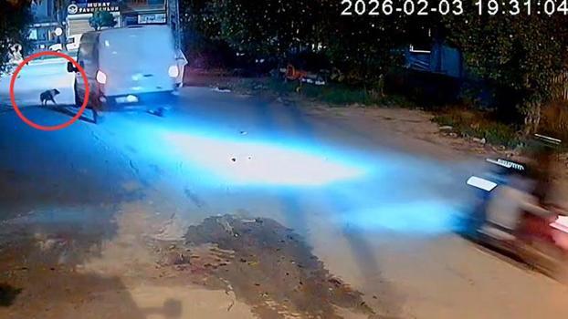 Kamyonet sürücüsü, araca havlayan köpeği ezdi