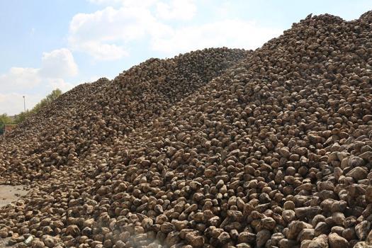 Konya Şeker’de kampanya sezonu sona erdi: 496 bin ton şeker üretildi