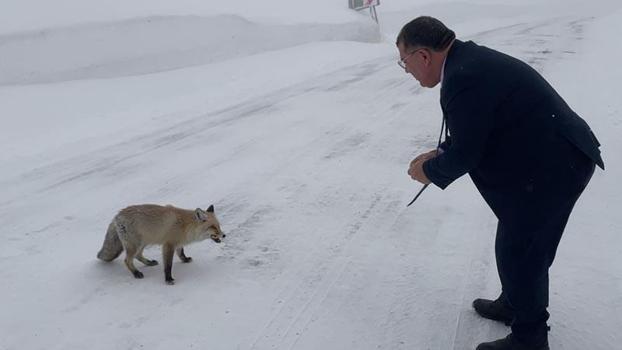 Belediye başkanı karlı yolda aç kalan tilkiyi eliyle besledi
