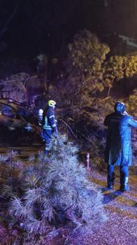 Aydın’da seyir halindeki otomobilin üzerine ağaç devrildi; çift yaralandı