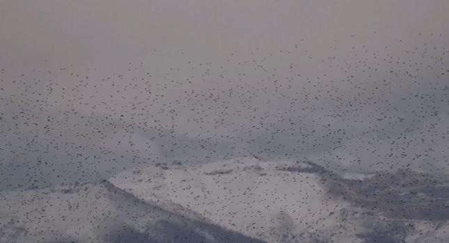 Sığırcık kuşlarının uyum halinde aynı yöne uçtuğu anlar kamerada