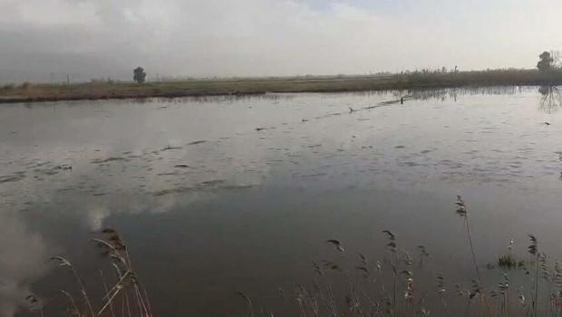 Büyük Menderes Nehri yine taştı; Köşk ilçesinde tarım alanlarını su bastı