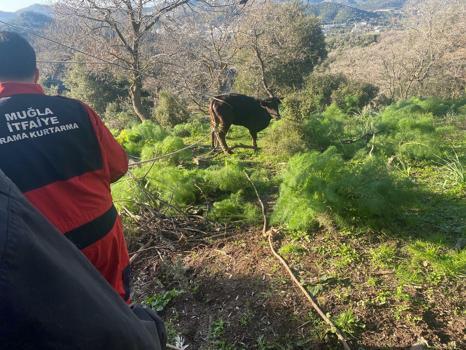 Bodrum’da 10 metre derinlikteki kuyuya düşen buzağı kurtarıldı