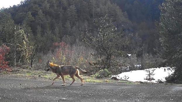 Yaban hayvanları fotokapanlar tarafından görüntülendi