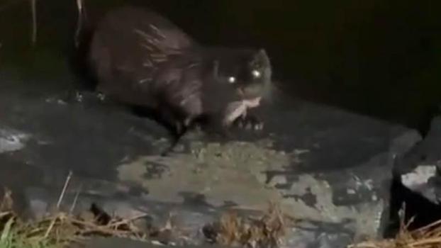 Küçükçekmece'de su samuru balık yerken görüntülendi