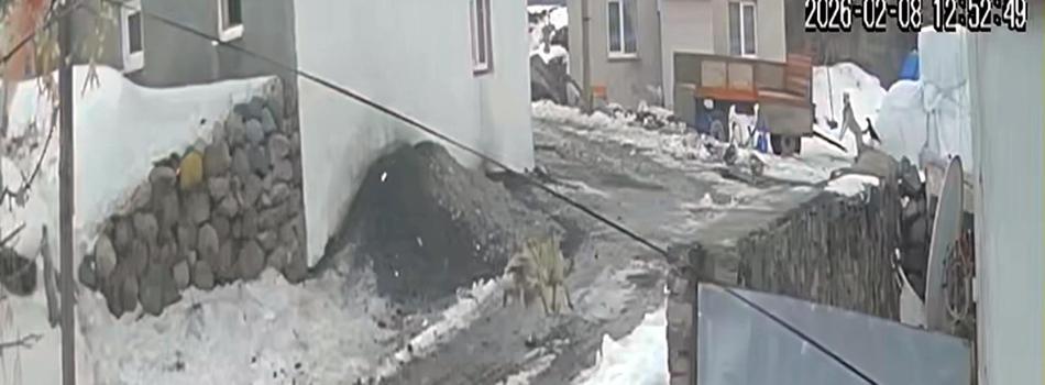 Sürüden kaptığı kazı götüren kurt, güvenlik kamerasında