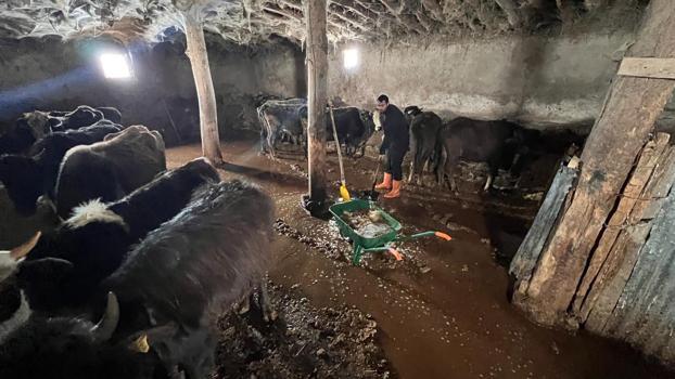 Yüksekova’da sağanak; ahırları su bastı