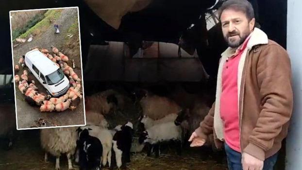 Koyunlar minibüsün etrafında dakikalarca döndü