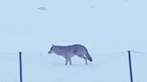 Yalnızçam Dağları'nda 3 ayaklı kurdun yaşam mücadelesi