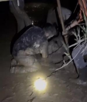 Çamura saplanan 30 koyun kurtarıldı, 2 koyun öldü