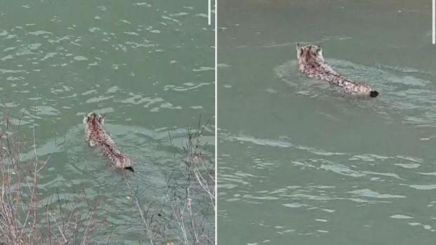 Nesli tehlike altında olan vaşak, çaydan geçerken görüntülendi