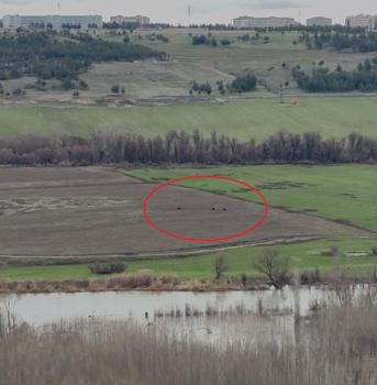 Hevsel Bahçeleri’nde domuz sürüsü görüntülendi