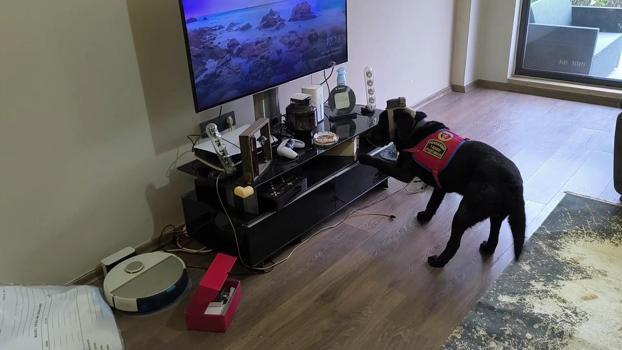 Düzce'de suç örgütüne operasyon: 36 gözaltı