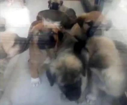 Sahiplendiği köpekleri öldüren doktorun cezası, yeniden yargılandığı davada 4 yıl 4 aya düştü