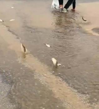 Bodrum'da sağanak; yollar trafiğe kapandı, iş yerlerini su bastı (3)