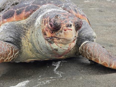 Nesli tehlike altındaki yeşil deniz kaplumbağası  sahilde ölü bulundu