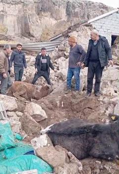 Aksaray’da ahırın tavanı çöktü, 2 inek yaralı kurtarıldı