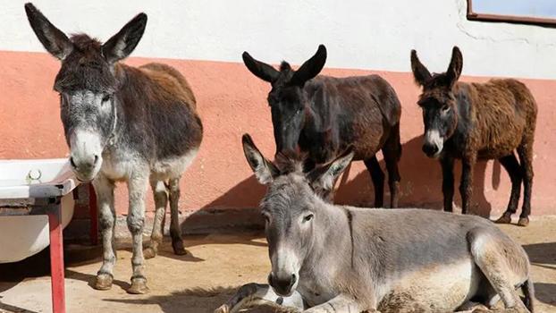 At, eşek, katır azaldı