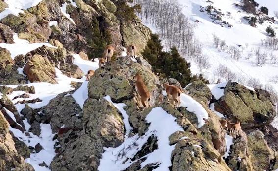 Munzur Dağları’nda sürü halindeki dağ keçileri dronla görüntülendi