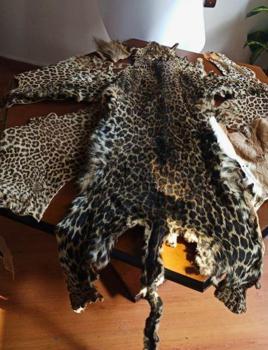 Çukurova'da yasa dışı yaban hayvanı ürünleri ele geçirildi