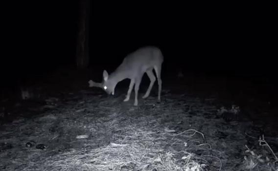 Ganos Dağı'ndaki yaban hayatı fotokapana yansıdı