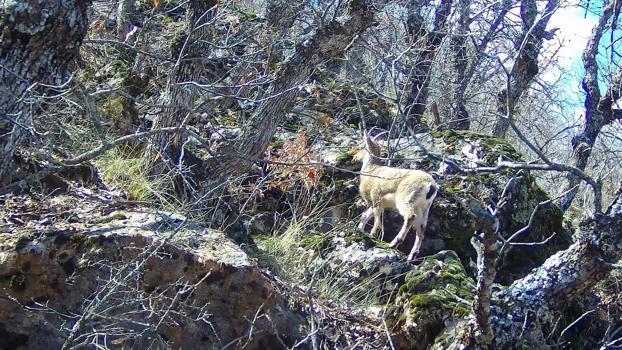 Siirt’te dağ keçisi görüntülendi
