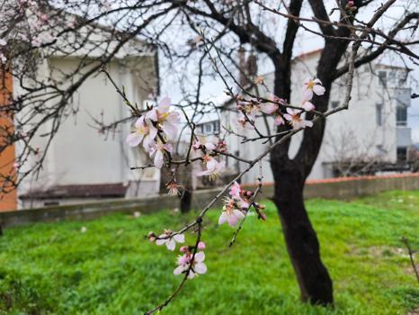 Edirne'de meyve ağaçları, şubat ayında çiçek açtı